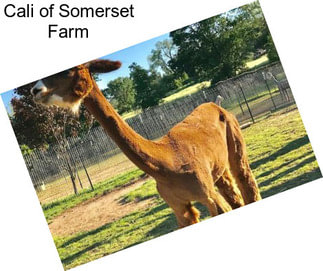 Cali of Somerset Farm