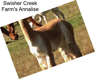 Swisher Creek Farm\'s Annalise