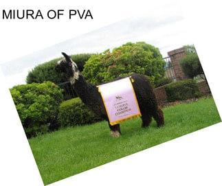 MIURA OF PVA