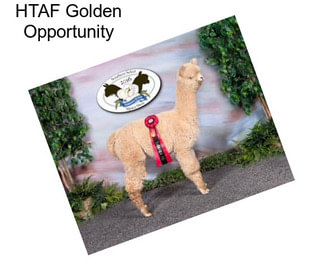 HTAF Golden Opportunity