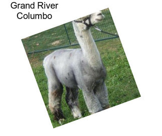 Grand River Columbo
