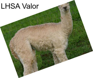 LHSA Valor