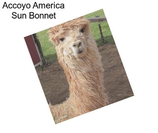 Accoyo America Sun Bonnet