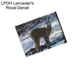 LPOH Lancaster\'s Royal Denali