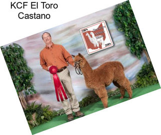 KCF El Toro Castano