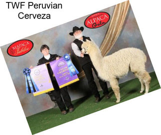 TWF Peruvian Cerveza