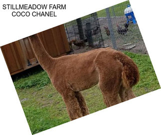 STILLMEADOW FARM COCO CHANEL