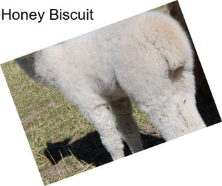 Honey Biscuit