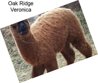 Oak Ridge Veronica