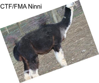 CTF/FMA Ninni