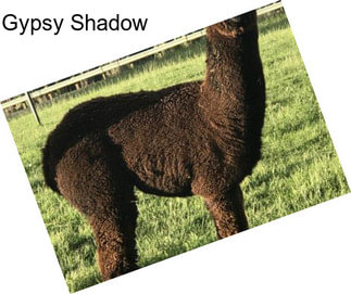 Gypsy Shadow