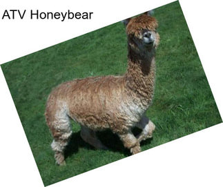 ATV Honeybear