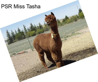 PSR Miss Tasha