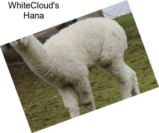 WhiteCloud\'s Hana