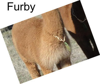 Furby