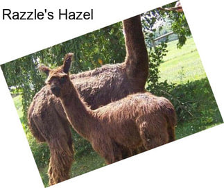 Razzle\'s Hazel