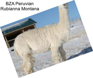 BZA Peruvian Rubianna Montana