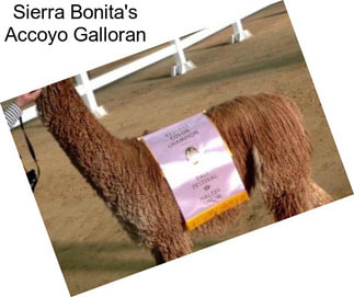 Sierra Bonita\'s Accoyo Galloran