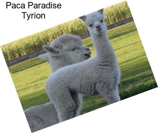 Paca Paradise Tyrion