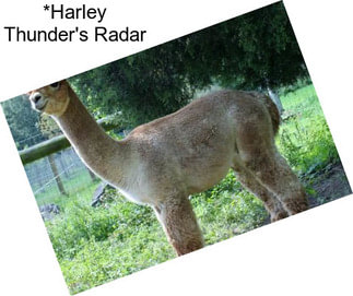 *Harley Thunder\'s Radar