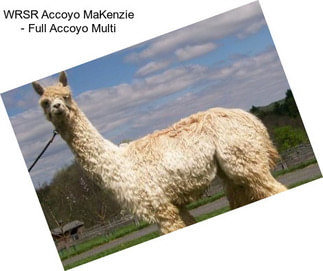 WRSR Accoyo MaKenzie - Full Accoyo Multi