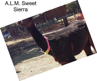 A.L.M. Sweet Sierra