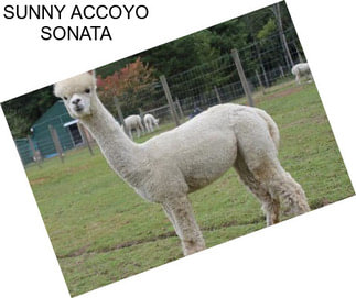 SUNNY ACCOYO SONATA