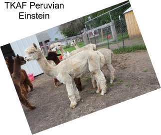 TKAF Peruvian Einstein