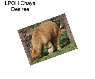 LPOH Chaya Desiree