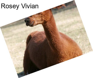 Rosey Vivian