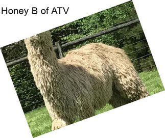 Honey B of ATV