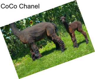 CoCo Chanel