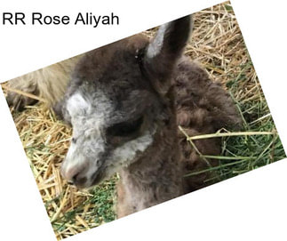 RR Rose Aliyah