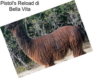 Pistol\'s Reload di Bella Vita