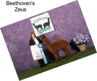 Beethoven\'s Zeus