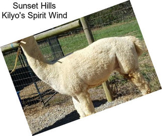 Sunset Hills Kilyo\'s Spirit Wind