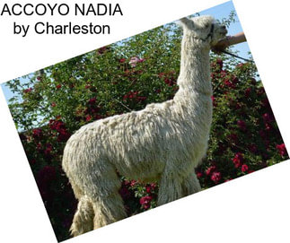 ACCOYO NADIA by Charleston