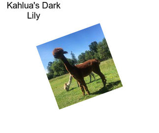 Kahlua\'s Dark Lily