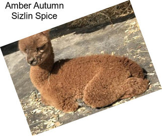 Amber Autumn Sizlin Spice