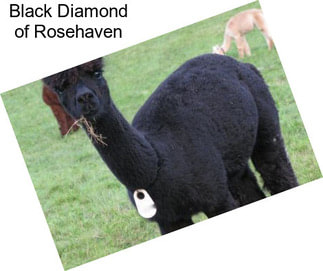 Black Diamond of Rosehaven