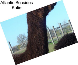 Atlantic Seasides Katie