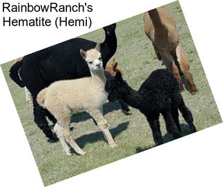 RainbowRanch\'s Hematite (Hemi)