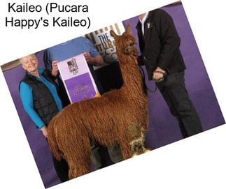 Kaileo (Pucara Happy\'s Kaileo)