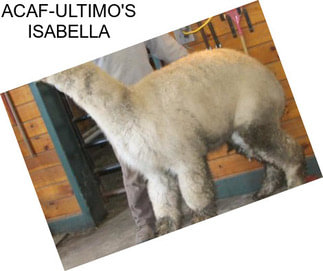 ACAF-ULTIMO\'S ISABELLA