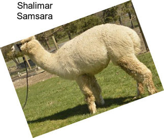 Shalimar Samsara