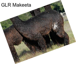 GLR Makeeta