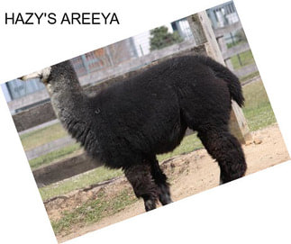 HAZY\'S AREEYA