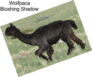 Wolfpaca Blushing Shadow