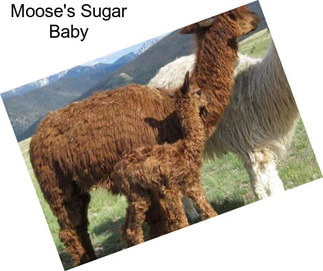 Moose\'s Sugar Baby