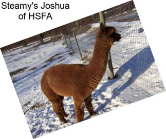 Steamy\'s Joshua of HSFA